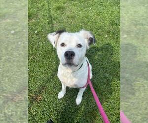 American Pit Bull Terrier-Unknown Mix Dogs for adoption in Vero Beach, FL, USA