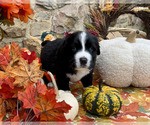 Puppy Ranger Bordernese