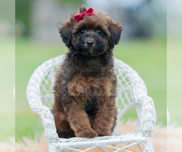 Medium Photo #28 Poodle (Miniature) Puppy For Sale in WARSAW, IN, USA