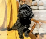 Puppy Thistle Goldendoodle (Miniature)