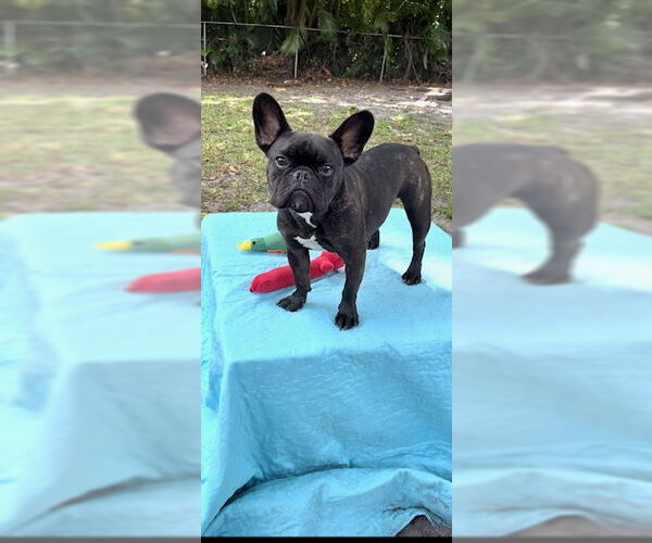 Medium Photo #9 French Bulldog Puppy For Sale in Weston, FL, USA