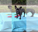 Small #8 French Bulldog