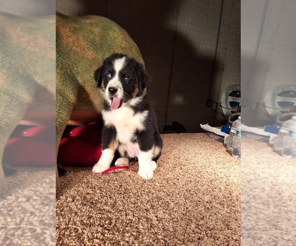 Medium Photo #1 Australian Shepherd Puppy For Sale in AMANDA, OH, USA