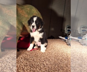 Australian Shepherd Puppy for sale in AMANDA, OH, USA