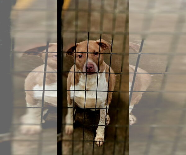 Medium Photo #1 American Staffordshire Terrier-Unknown Mix Puppy For Sale in Jackson, MS, USA