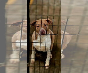 American Staffordshire Terrier-Unknown Mix Dogs for adoption in Jackson, MS, USA