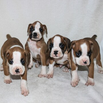 Medium Photo #2 Boxer Puppy For Sale in SINKING SPRING, PA, USA