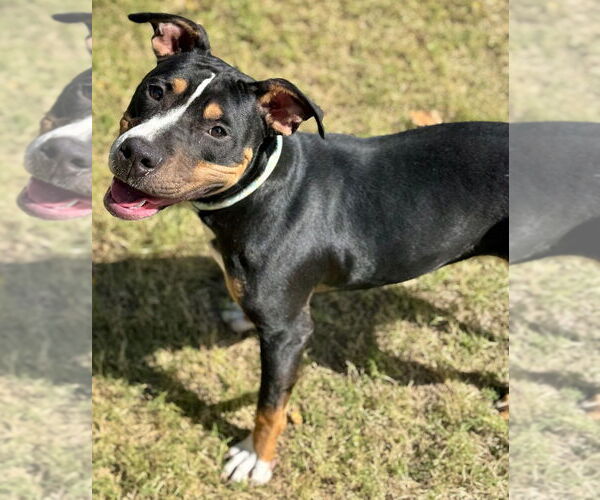 Medium Photo #4 Mutt Puppy For Sale in Great Bend, KS, USA