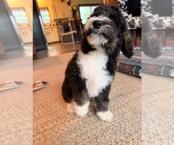 Medium Photo #4 Bernedoodle Puppy For Sale in CENTURIA, WI, USA