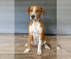 Beagle-Unknown Mix Dogs for adoption in PIPE CREEK, TX, USA