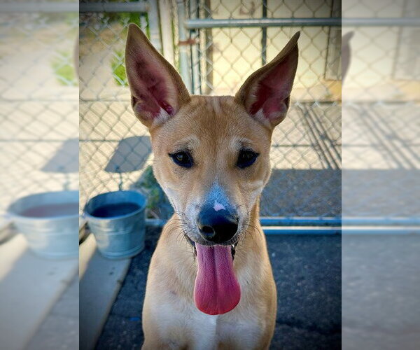 Medium Photo #2 Shiba Inu-Unknown Mix Puppy For Sale in San Andreas, CA, USA