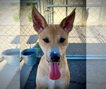 Small #1 Shiba Inu Mix