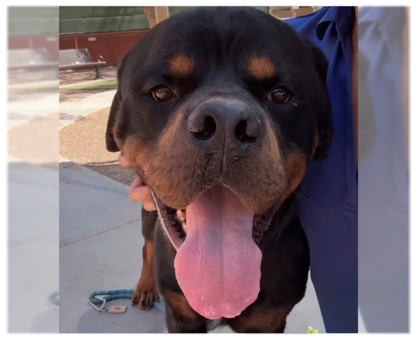 Medium Photo #3 Rottweiler Puppy For Sale in Gilbert, AZ, USA