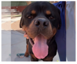 Small #2 Rottweiler