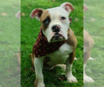 Small #2 Bulldog Mix