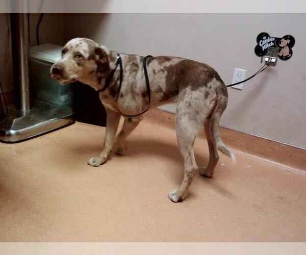 Medium Photo #1 Labrador Retriever-Unknown Mix Puppy For Sale in Martinez, CA, USA