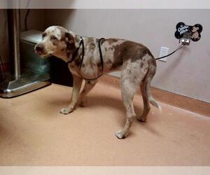 Labrador Retriever-Unknown Mix Dogs for adoption in Martinez, CA, USA