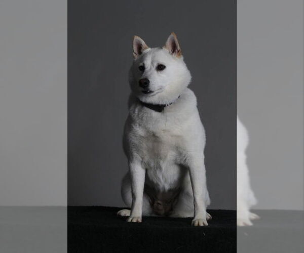 Medium Photo #6 Shiba Inu Puppy For Sale in Mukwonago, WI, USA