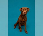 Small Photo #2 Labrador Retriever Puppy For Sale in Pearland, TX, USA