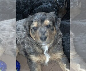 F2 Aussiedoodle Puppy for sale in SABATTUS, ME, USA
