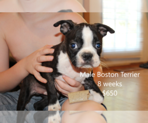 Boston Terrier Puppy for sale in SPENCER, TN, USA
