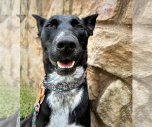 Australian Kelpie-Australian Shepherd Mix Dogs for adoption in Denton, TX, USA