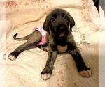Small Photo #11 Irish Wolfhound Puppy For Sale in BERESFORD, SD, USA
