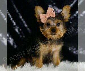 Yorkshire Terrier Litter for sale in WARSAW, IN, USA