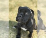 Small #10 Cane Corso