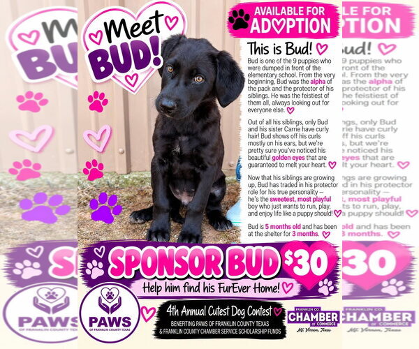 Medium Photo #3 Collie-Retriever  Mix Puppy For Sale in NEWPORT NH, NH, USA