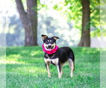 Small #2 Red Heeler Mix