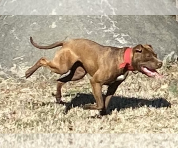Medium Photo #20 American Pit Bull Terrier Puppy For Sale in CHARLOTTE, NC, USA