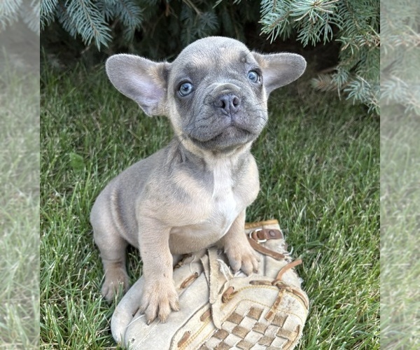 Medium Photo #4 French Bulldog Puppy For Sale in MIDDLEBURY, IN, USA