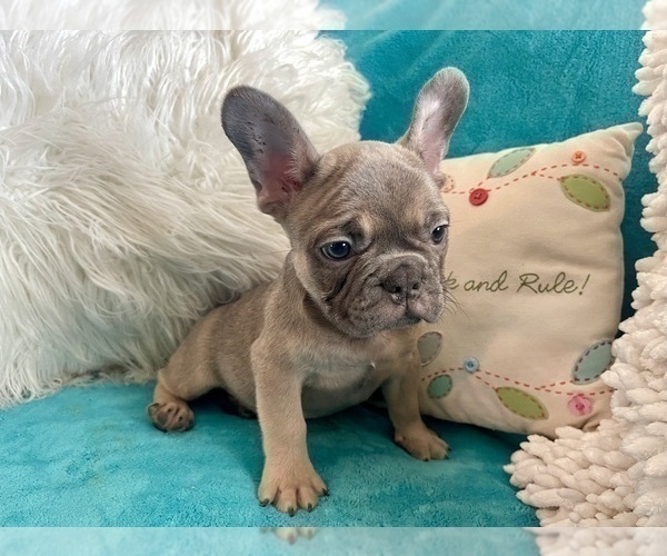 Medium Photo #2 French Bulldog Puppy For Sale in LAS VEGAS, NV, USA