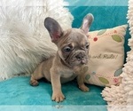Small #1 French Bulldog