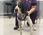 Small #1 Bluetick Coonhound-Coonhound Mix