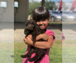 Small Photo #7 Labradoodle Puppy For Sale in FLORENCE, TX, USA