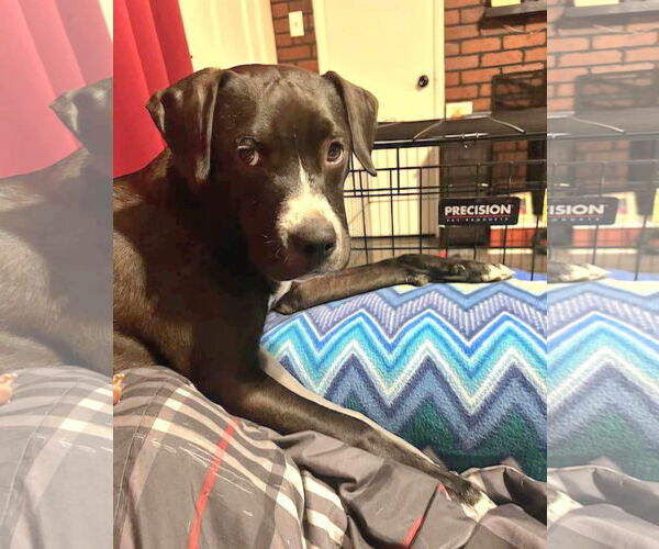 Medium Photo #4 Labrador Retriever-Unknown Mix Puppy For Sale in Germantown, OH, USA
