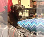 Small #3 Labrador Retriever Mix