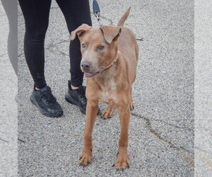 London - Female Labmaraner Dog for Adoption - Photo #4