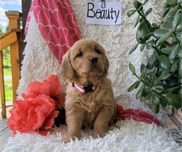 Medium Photo #1 Golden Retriever Puppy For Sale in THORP, WI, USA