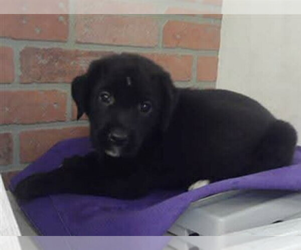 Medium Photo #2 American Staffordshire Terrier-Labrador Retriever Mix Puppy For Sale in Lakewood, CO, USA