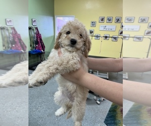 Goldendoodle-Poodle (Standard) Mix Puppy for sale in CAPE CORAL, FL, USA