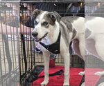 Woody - Male Great Dane-Unknown Mix Dog for Adoption - Small photo