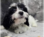 Small #1 Cavalier King Charles Spaniel
