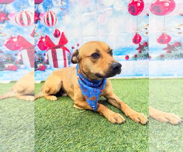 Medium Photo #4 Labrador Retriever-Unknown Mix Puppy For Sale in Pompano Beach , FL, USA