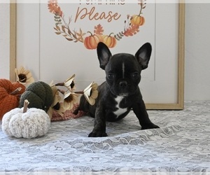 Faux Frenchbo Bulldog Puppy for sale in MILLERSBURG, OH, USA