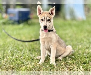 German Shepherd Dog-Siberian Husky Mix Puppy for sale in DE GRAFF, OH, USA