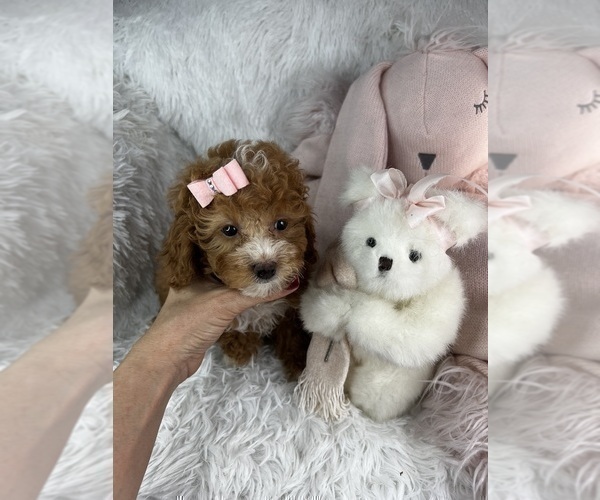 Medium Photo #25 Yorkshire Terrier Puppy For Sale in PEMBROKE PINES, FL, USA