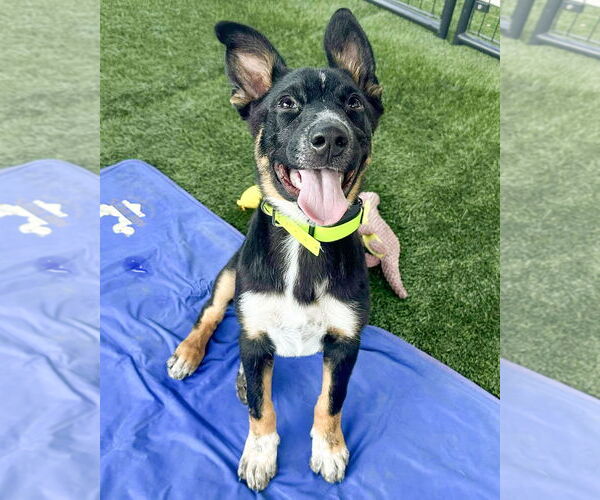 Medium Photo #5 German Shepherd Dog-Unknown Mix Puppy For Sale in Corona, CA, USA